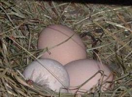 eggs